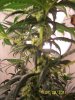 grow 2 002.jpg