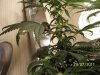 reveg m1 grow 2 010.jpg