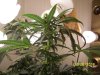 grow 2 005.jpg