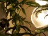 reveg m1 grow 2 008.jpg