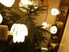 reveg m1 grow 2 006.jpg
