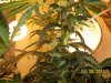 grow 2 013.jpg