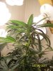 grow 2 009.jpg