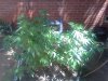 IMG_20110801_123259.jpg
