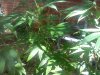 IMG_20110801_123011.jpg