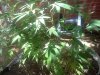 IMG_20110801_123005.jpg