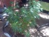 IMG_20110801_123251.jpg