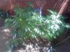 IMG_20110801_122912.jpg