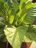 tobacco plants.jpg