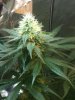 bud 009.jpg