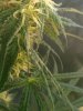 bud 013.jpg bud 013.jpg