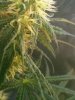 bud 012.jpg bud 012.jpg