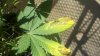 2011-08-04_09-49-01_935.jpg 2011-08-04_09-49-01_935.jpg