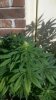 2011-08-04_09-49-38_583.jpg 2011-08-04_09-49-38_583.jpg