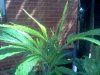 IMG_20110803_113800.jpg