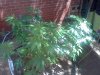 IMG_20110801_123306.jpg