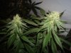 Sour Grapes (13).jpg