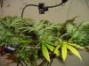 DSC00255.jpg
