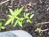 100_0509.jpg