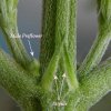 1283494-male preflower ~ 6wks veg_1.jpg