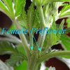 1283498-female preflower ~ 6wks veg 2.jpg