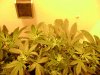 DSC00426.jpg