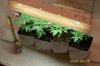 pot1.jpg