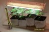 pot2.jpg