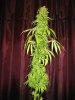 pot 042.jpg