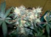 100_0778.jpg