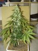 68_days-3.jpg