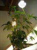 DSCN3542.jpg