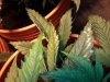 2011-08-05 08.56.30.jpg