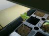 Seedlings 015.jpg