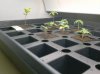 Seedlings 014.jpg