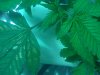 IMG_20110804_205405.jpg
