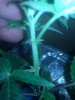IMG_20110804_204559.jpg