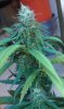 power skunk day 30.jpg