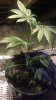 IMAG0258.jpg
