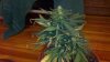 2011-08-06_16-52-17_237.jpg