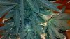 2011-08-06_16-51-12_176.jpg