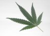 exo leaf.jpg