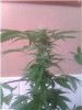 plant2.jpg