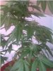 Plant22.jpg