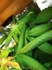 8-8-11 3.jpg