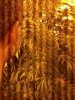 IMG_20110806_174208.jpg