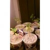seeds 1.jpg