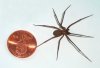Brown-recluse.jpg