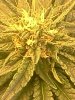 in plants 36.jpg