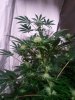 20110810205041.jpg